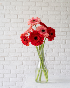 Gerbera Daisies